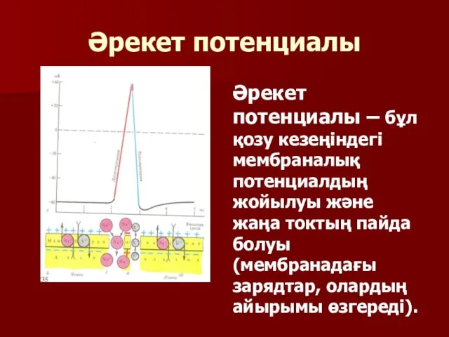 Әрекет потенциалы Әрекет потенциалы – бұл қозу кезеңіндегі мембраналық потенциалдың