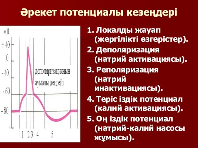 Әрекет потенциалы кезеңдері 1. Локалды жауап (жергілікті өзгерістер). 2. Деполяризация