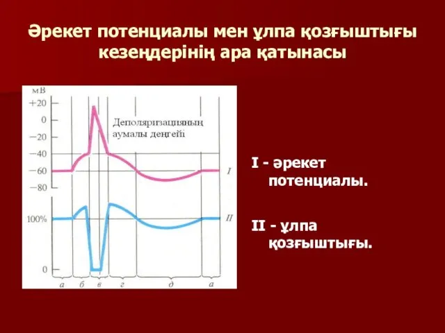 Әрекет потенциалы мен ұлпа қозғыштығы кезеңдерінің ара қатынасы І - әрекет потенциалы. ІІ - ұлпа қозғыштығы.