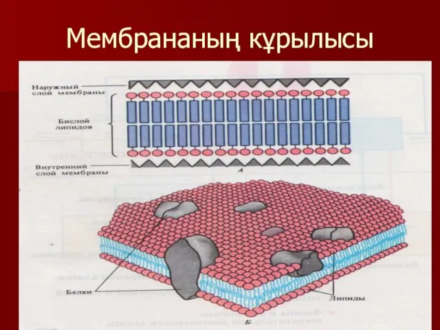 Мембрананың кұрылысы