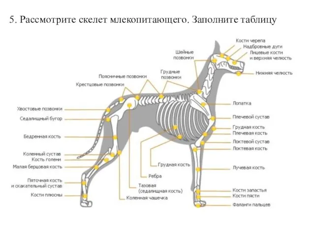 5. Рассмотрите скелет млекопитающего. Заполните таблицу