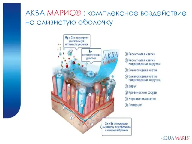 АКВА МАРИС® : комплексное воздействие на слизистую оболочку