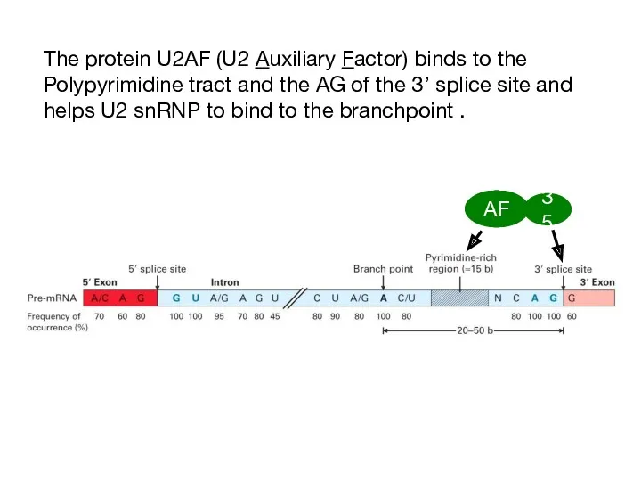 The protein U2AF (U2 Auxiliary Factor) binds to the Polypyrimidine