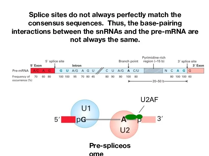Splice sites do not always perfectly match the consensus sequences.