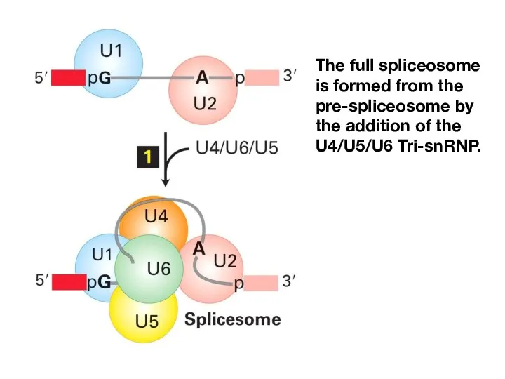 The full spliceosome is formed from the pre-spliceosome by the addition of the U4/U5/U6 Tri-snRNP.