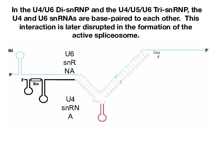 In the U4/U6 Di-snRNP and the U4/U5/U6 Tri-snRNP, the U4