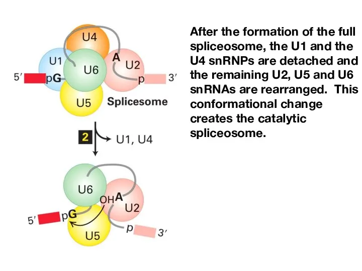 After the formation of the full spliceosome, the U1 and