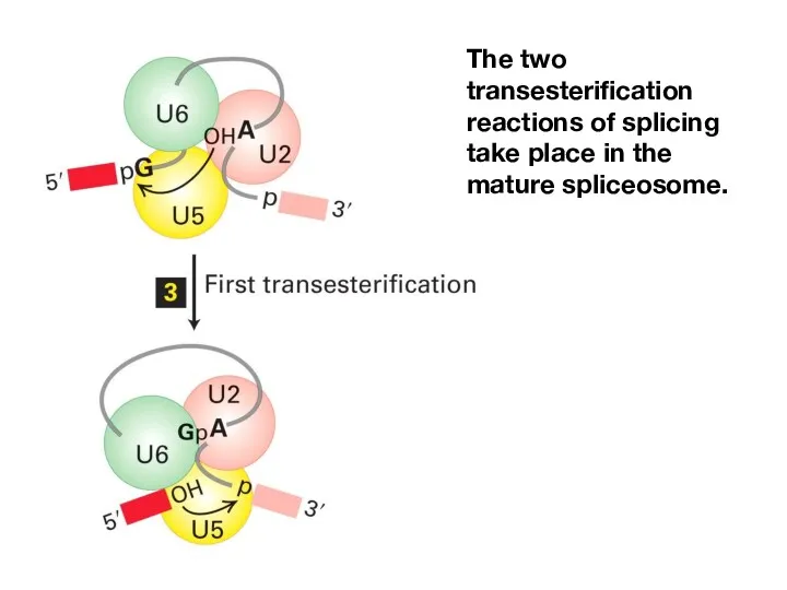 The two transesterification reactions of splicing take place in the mature spliceosome.