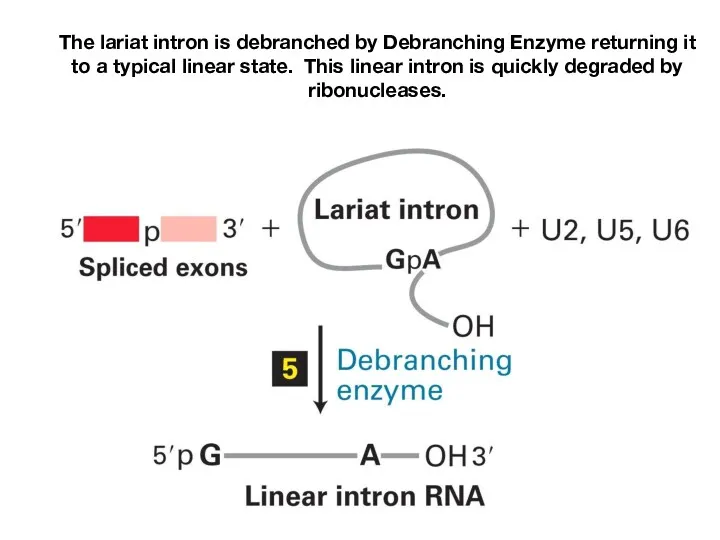 The lariat intron is debranched by Debranching Enzyme returning it