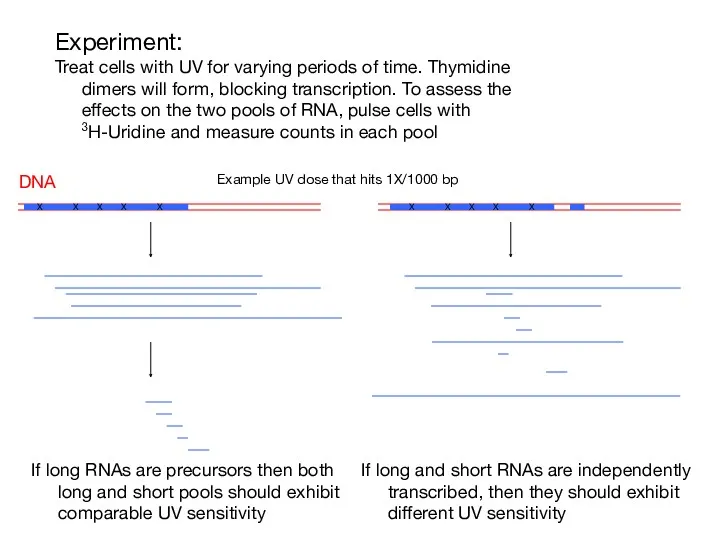 Experiment: Treat cells with UV for varying periods of time.