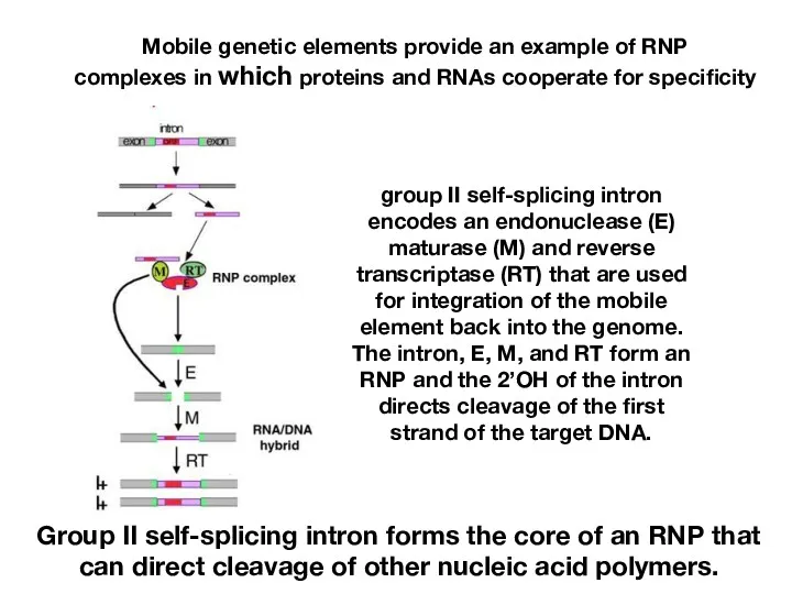 Mobile genetic elements provide an example of RNP complexes in