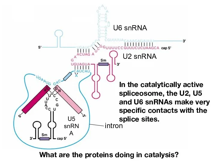 In the catalytically active spliceosome, the U2, U5 and U6