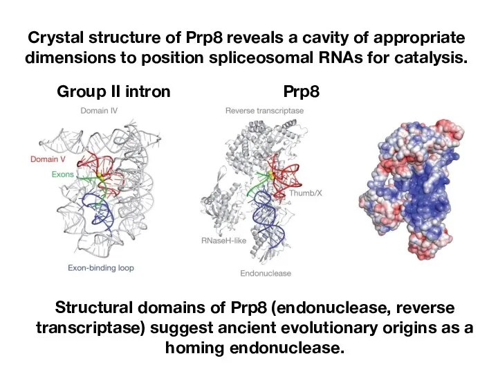 Crystal structure of Prp8 reveals a cavity of appropriate dimensions