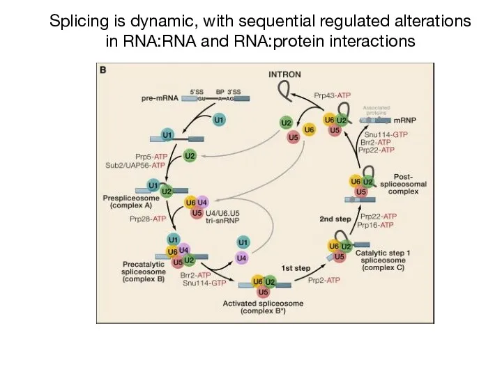 Splicing is dynamic, with sequential regulated alterations in RNA:RNA and RNA:protein interactions