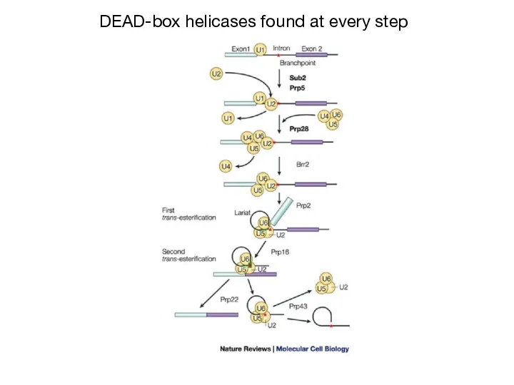 DEAD-box helicases found at every step