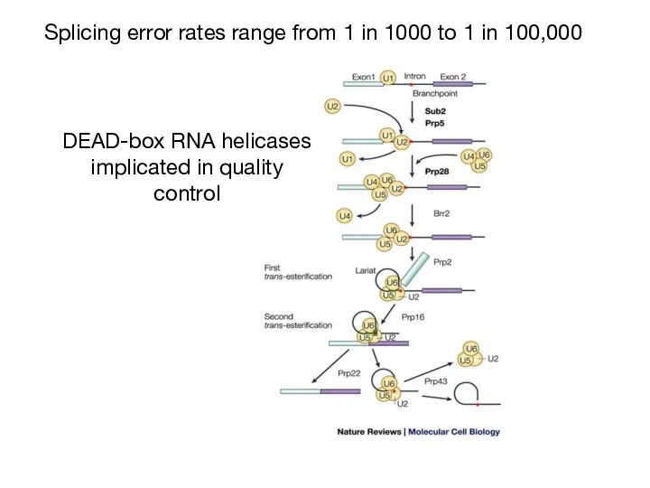 Splicing error rates range from 1 in 1000 to 1