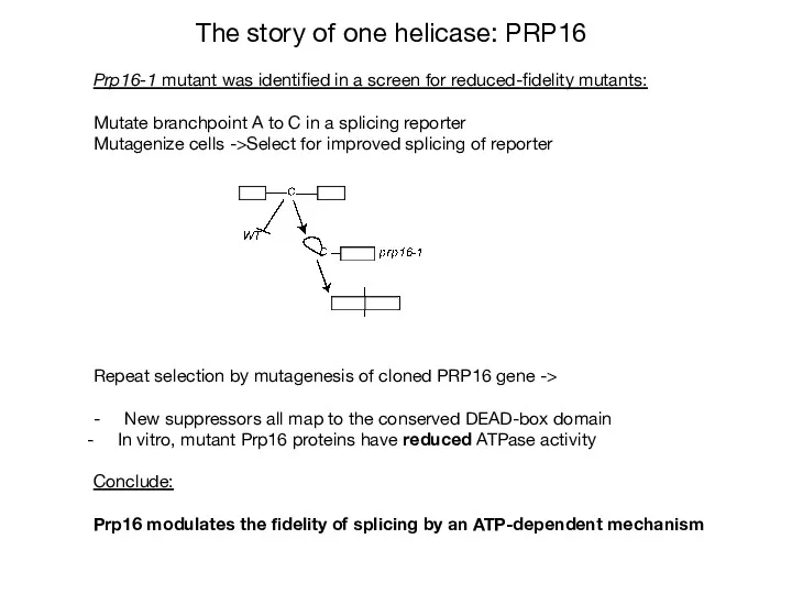 The story of one helicase: PRP16 Prp16-1 mutant was identified