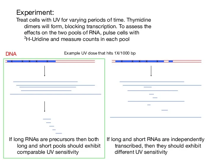 Experiment: Treat cells with UV for varying periods of time.