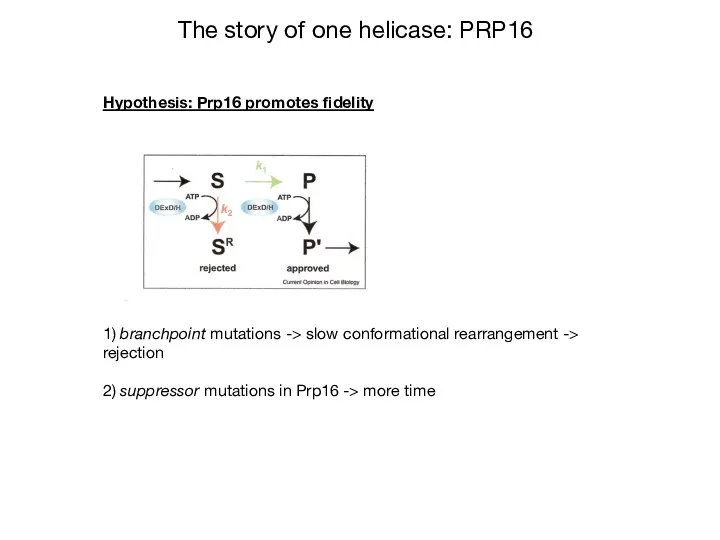 Hypothesis: Prp16 promotes fidelity 1) branchpoint mutations -> slow conformational