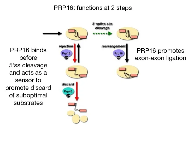 PRP16: functions at 2 steps PRP16 binds before 5’ss cleavage