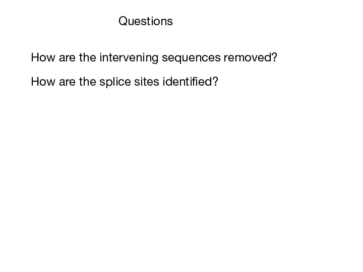 Questions How are the splice sites identified? How are the intervening sequences removed?