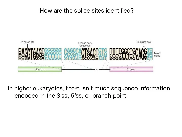 How are the splice sites identified? In higher eukaryotes, there