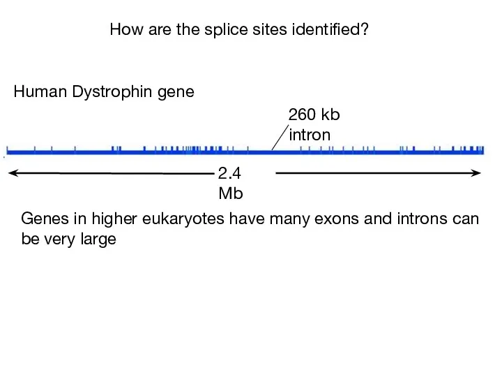 2.4 Mb 260 kb intron Human Dystrophin gene Genes in