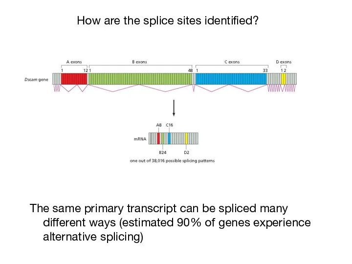 The same primary transcript can be spliced many different ways