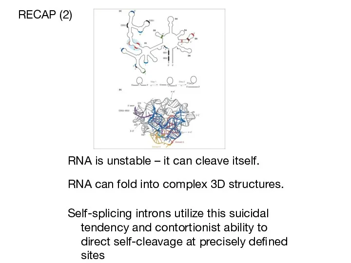 RNA is unstable – it can cleave itself. RECAP (2)