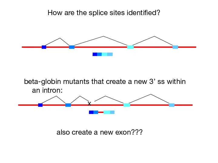 How are the splice sites identified? beta-globin mutants that create