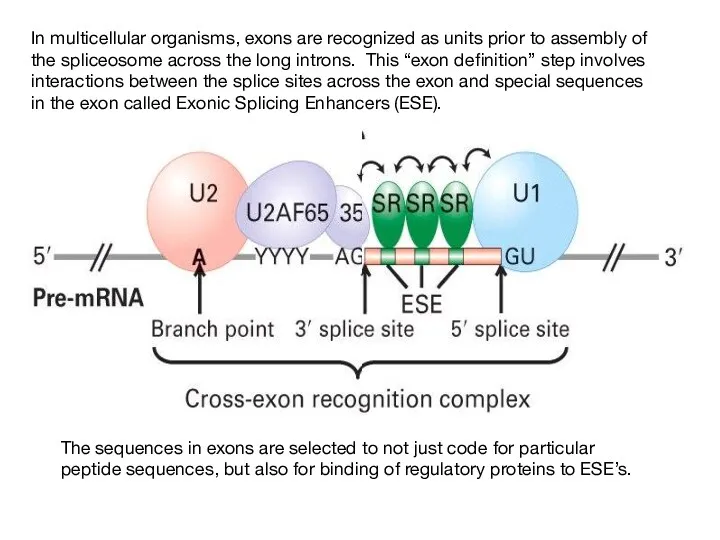 In multicellular organisms, exons are recognized as units prior to