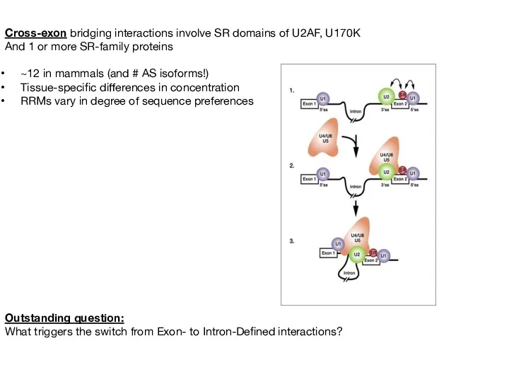 Cross-exon bridging interactions involve SR domains of U2AF, U170K And