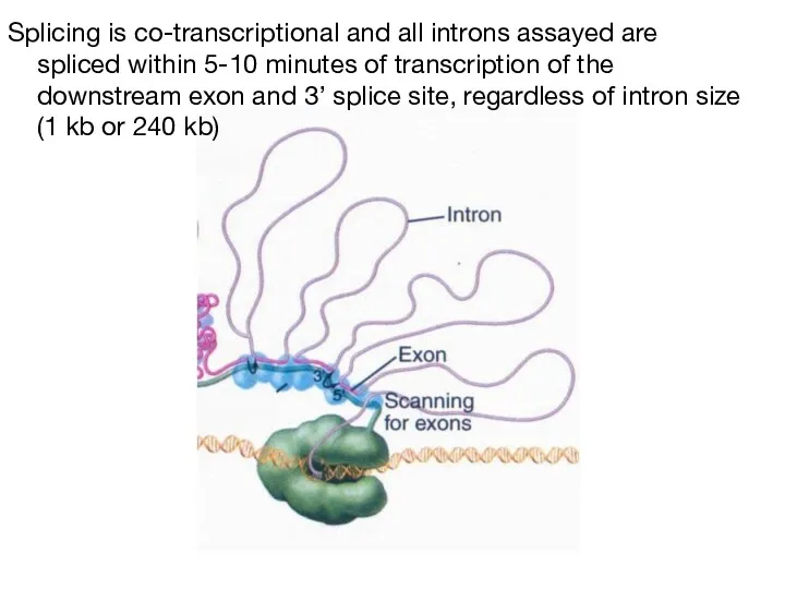 Splicing is co-transcriptional and all introns assayed are spliced within