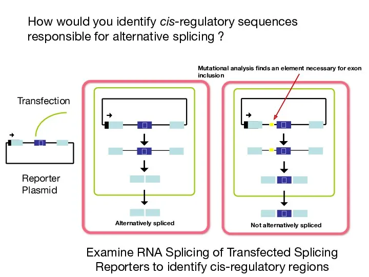 How would you identify cis-regulatory sequences responsible for alternative splicing