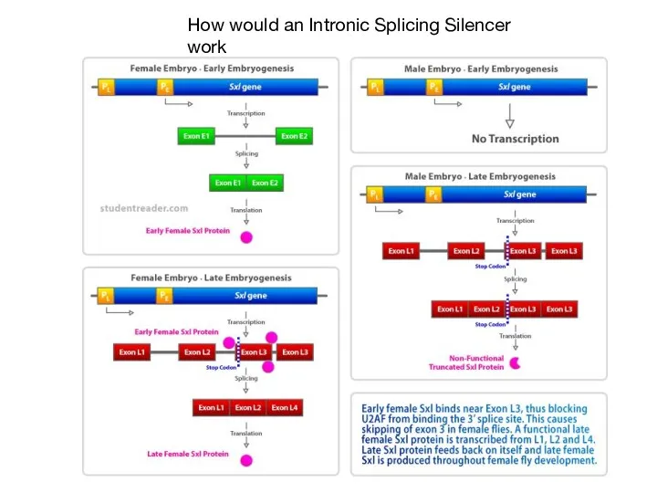 How would an Intronic Splicing Silencer work