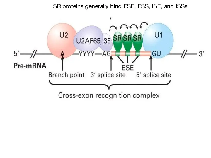 SR proteins generally bind ESE, ESS, ISE, and ISSs