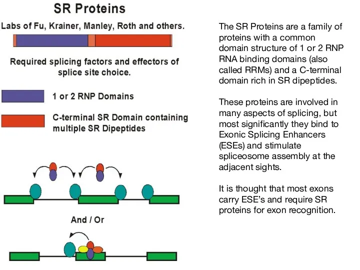 The SR Proteins are a family of proteins with a