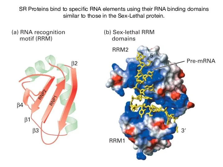 SR Proteins bind to specific RNA elements using their RNA