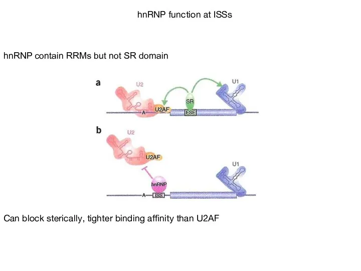 hnRNP contain RRMs but not SR domain Can block sterically,