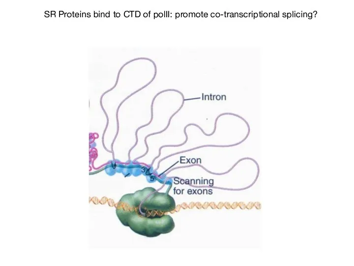 SR Proteins bind to CTD of polII: promote co-transcriptional splicing?