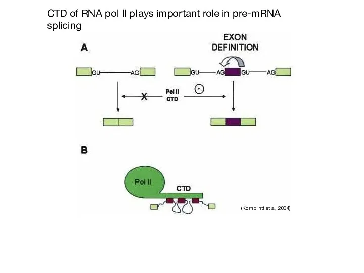 CTD of RNA pol II plays important role in pre-mRNA splicing (Kornblihtt et al, 2004)