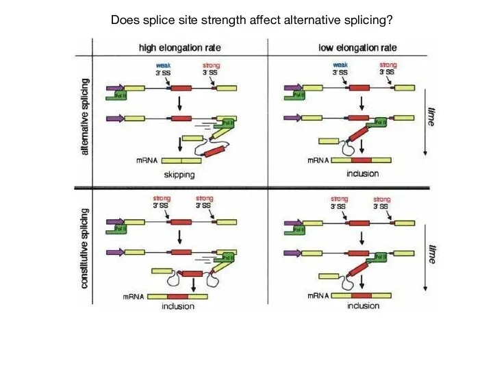 Does splice site strength affect alternative splicing?