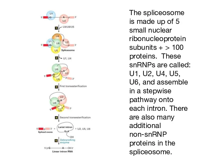 The spliceosome is made up of 5 small nuclear ribonucleoprotein