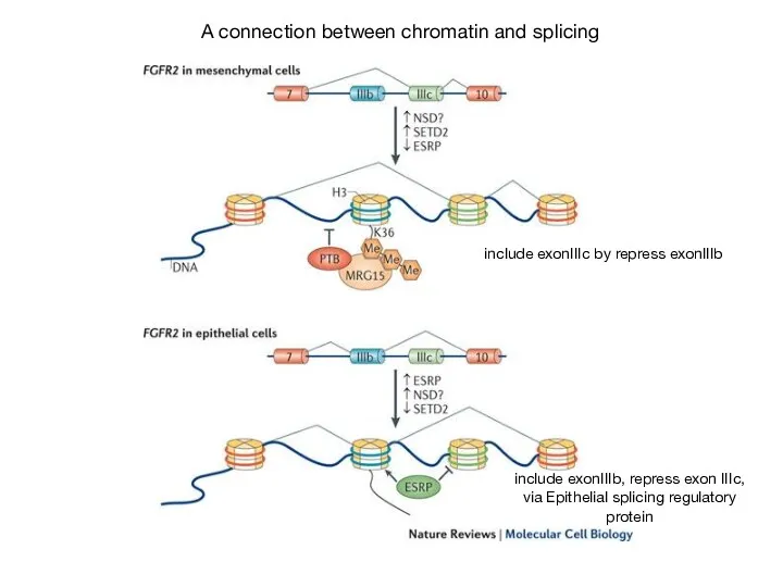 A connection between chromatin and splicing include exonIIIc by repress