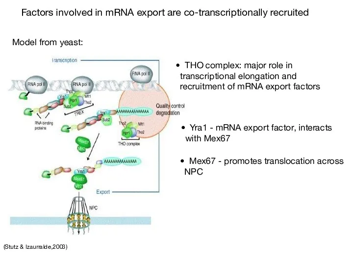 (Stutz & Izaurralde,2003) Factors involved in mRNA export are co-transcriptionally