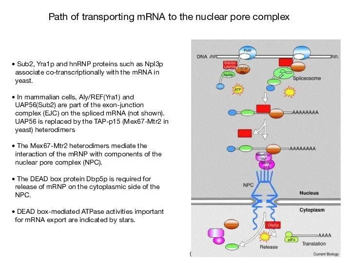 (Linder & Stutz, 2001) Sub2, Yra1p and hnRNP proteins such