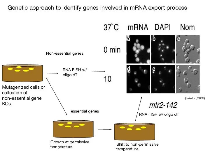 Genetic approach to identify genes involved in mRNA export process