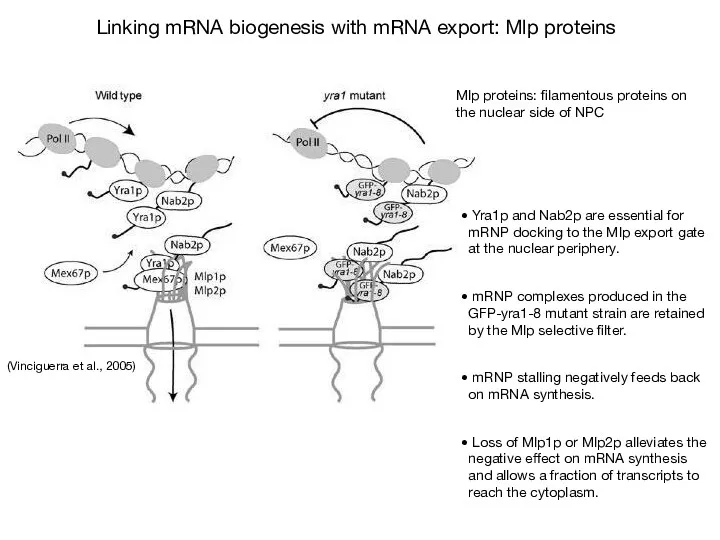 Yra1p and Nab2p are essential for mRNP docking to the