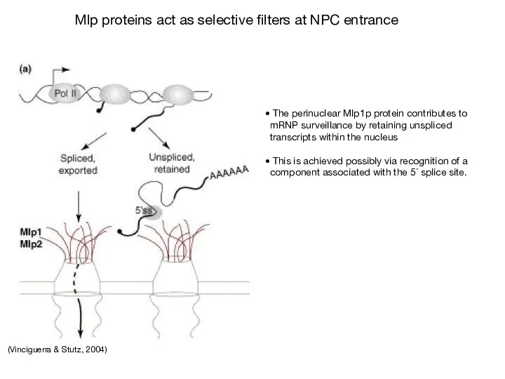 (Vinciguerra & Stutz, 2004) The perinuclear Mlp1p protein contributes to