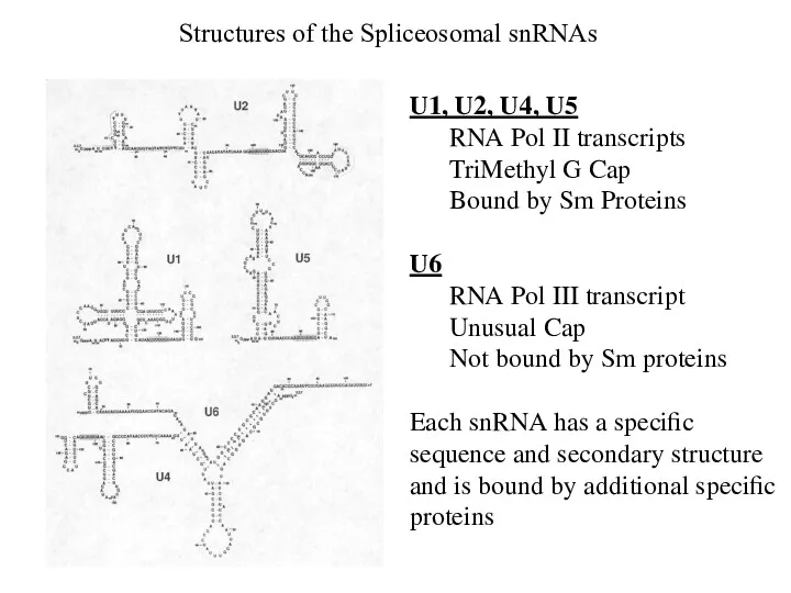 Structures of the Spliceosomal snRNAs U1, U2, U4, U5 RNA